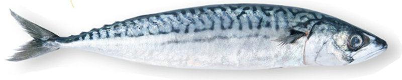 Filet maquereau