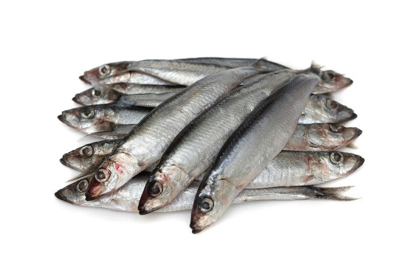 Sardine