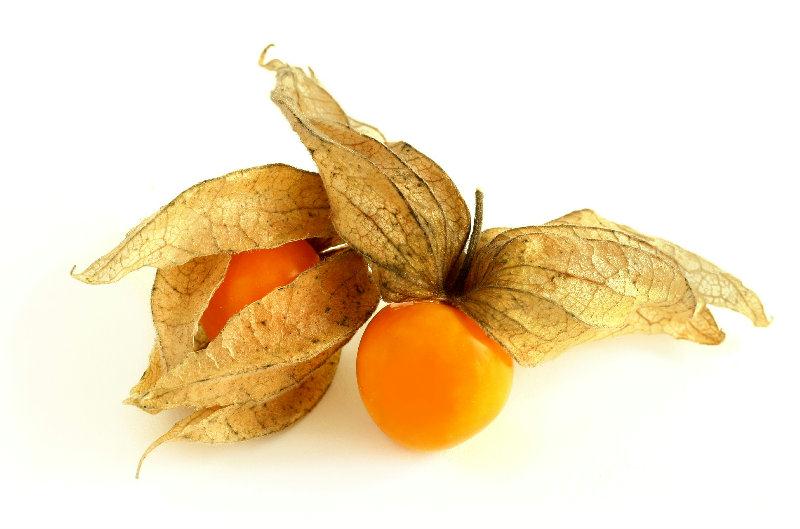Physalis