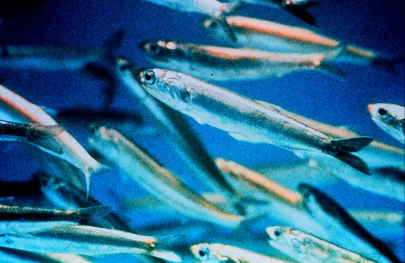 Anchois