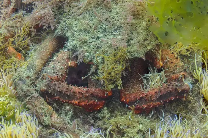 Araignée de mer