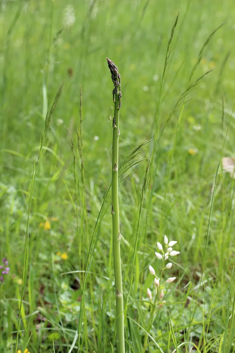 Asperge blanche