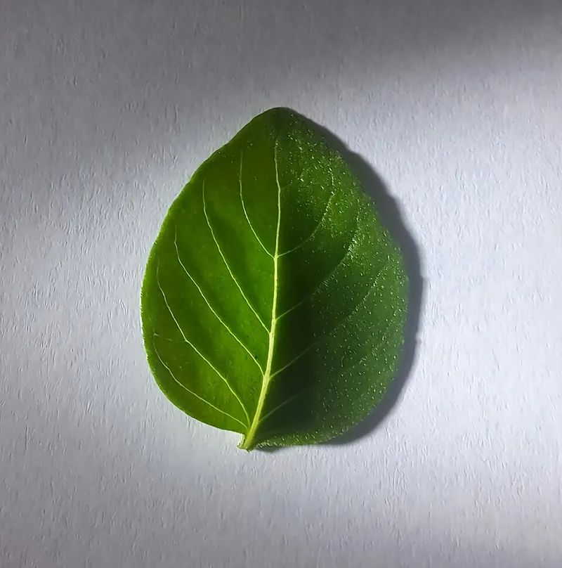 Basilic