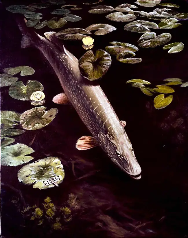 Brochet
