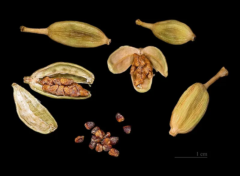 Cardamone