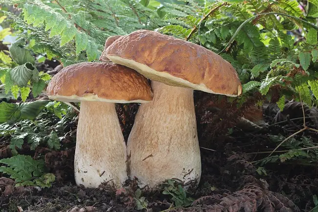 Cêpes