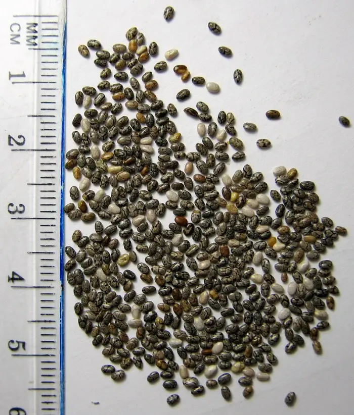 Les graines de chia : 34,4 g de fibres pour 100 g