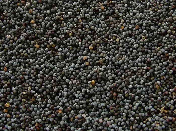 Graines de pavot