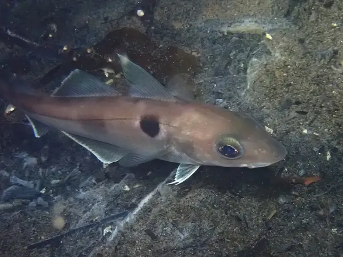 Haddock