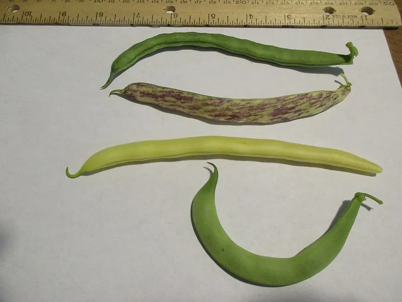 Haricot vert