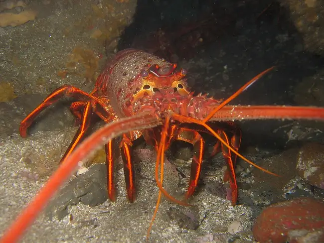 Langouste
