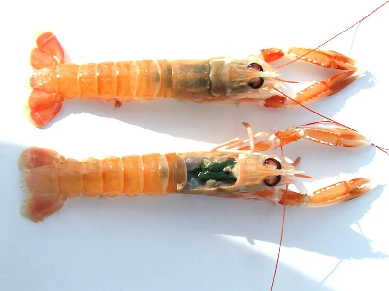 Langoustine