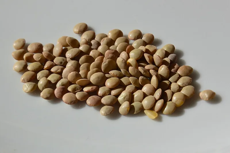 Lentille blonde (sèche)