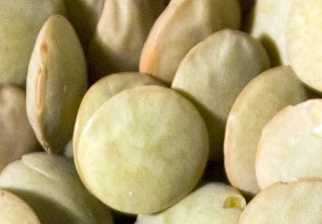Les lentilles vertes : 24 g de protéines pour 100 g