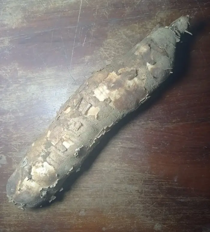 Manioc (racine crue)