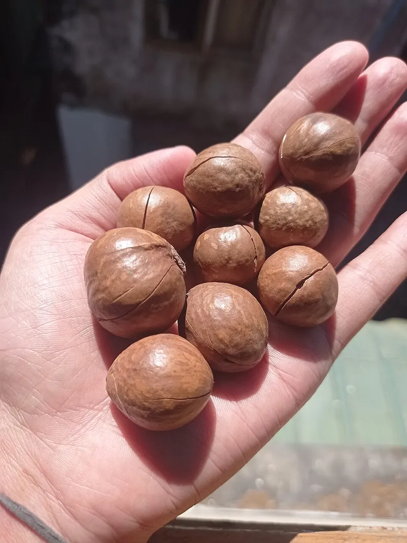 Noix de macadamia