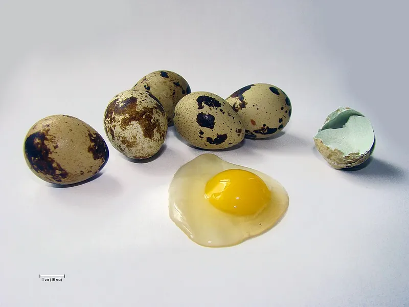 Oeuf de caille
