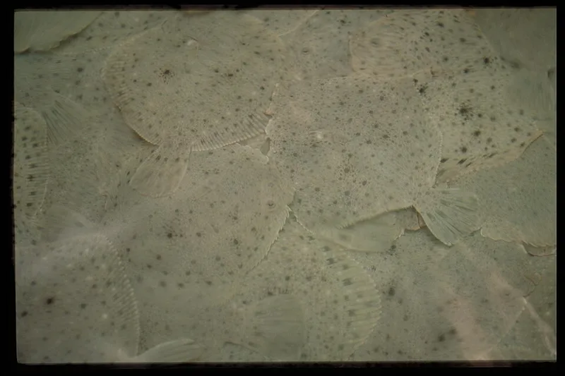 Turbot